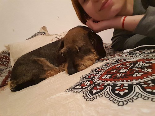 Alexandra- petsitter Cluj-Napoca vagy Állat szitter a kutyák cicák 