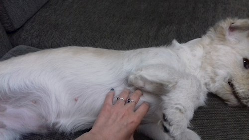 Adina- petsitter București vagy Állat szitter a 