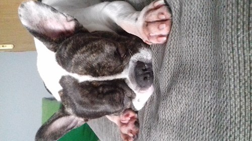 Adina- petsitter București vagy Állat szitter a 