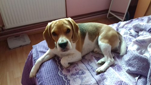 Adina- petsitter București vagy Állat szitter a 