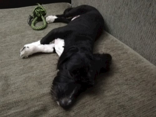 Adina- petsitter București vagy Állat szitter a 