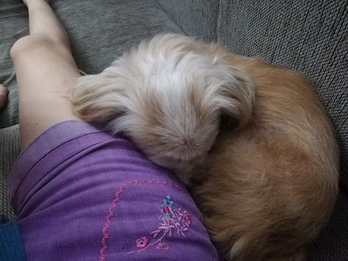 Adina- petsitter București vagy Állat szitter a 