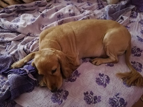 Adina- petsitter București vagy Állat szitter a 