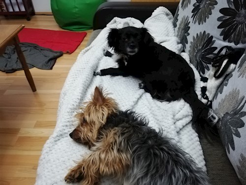 Adina- petsitter București vagy Állat szitter a 