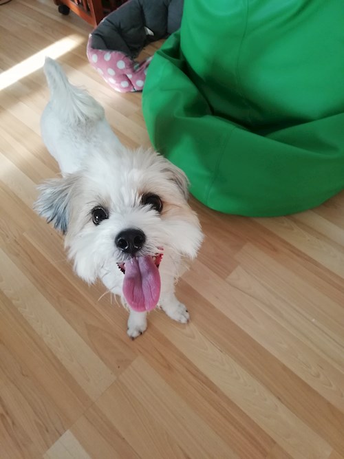 Adina- petsitter București vagy Állat szitter a 