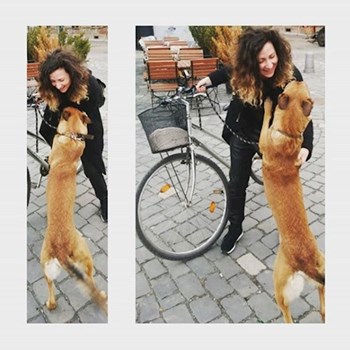 thumbnail petsitter Timișoara sau bonă pentru animale pentru câini pisici