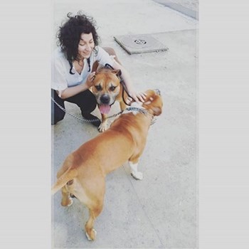 thumbnail petsitter Timișoara sau bonă pentru animale pentru câini pisici