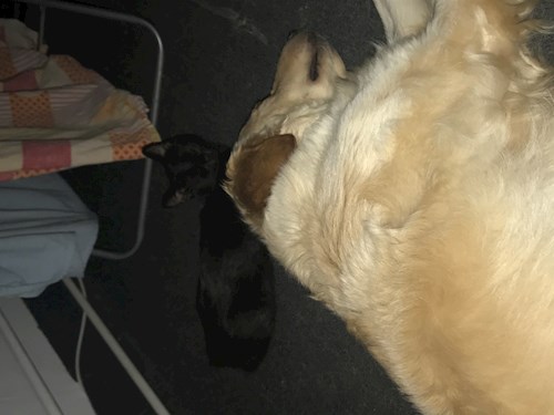 Diana- petsitter Iași or Pet nanny for dogs cats