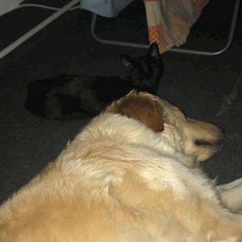 thumbnail petsitter Iași or pet nanny for dogs cats