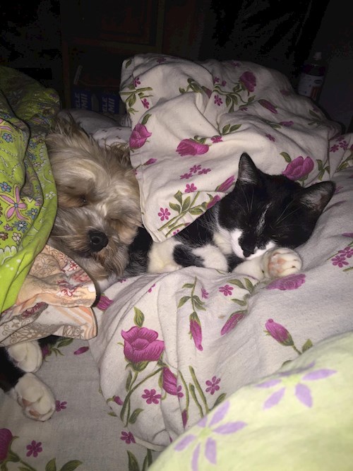 Diana- petsitter Iași or Pet nanny for dogs cats