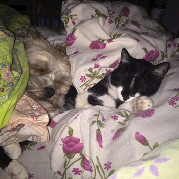 thumbnail petsitter Iași or pet nanny for dogs cats