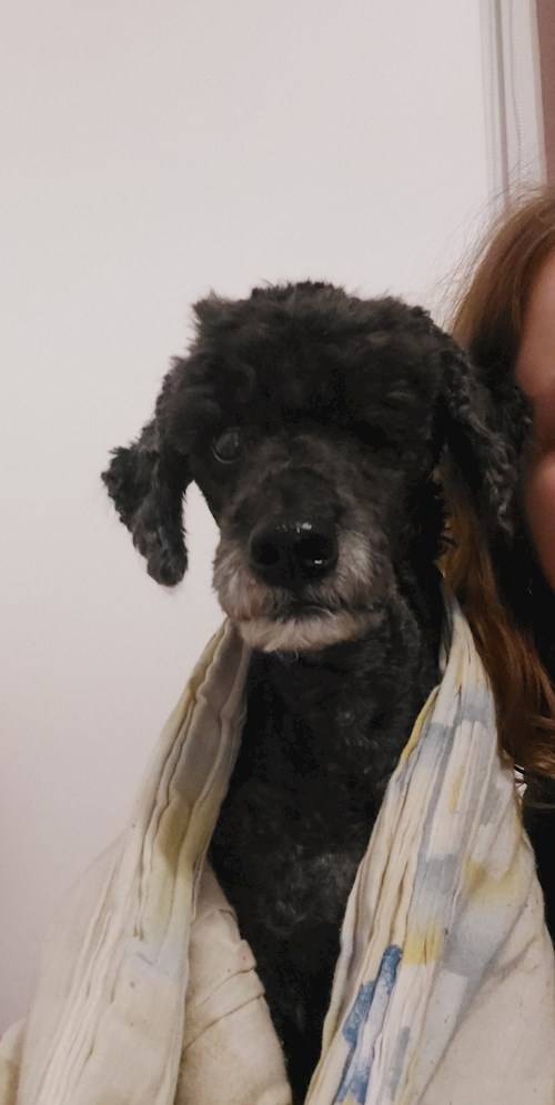 Florina- petsitter Târgu Mureș or Pet nanny for dogs cats