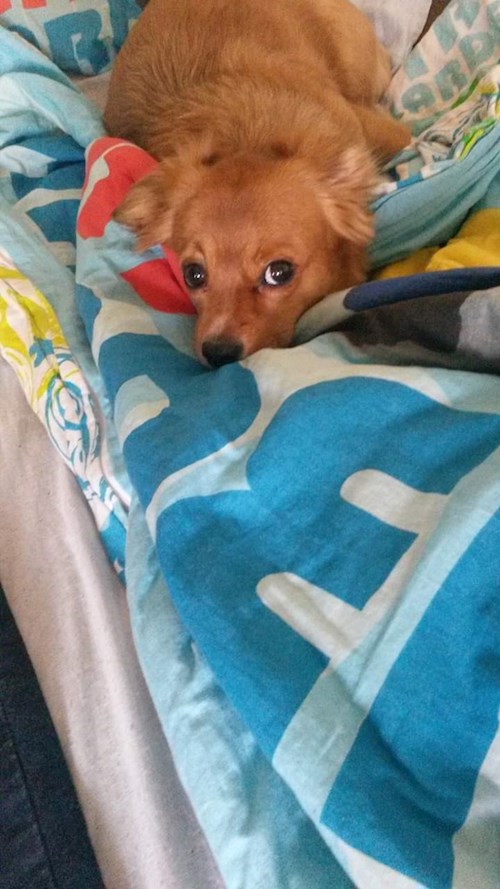 Alexandra- petsitter București sau Bonă pentru animale pentru câini pisici