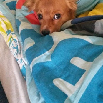 thumbnail petsitter București sau bonă pentru animale pentru câini pisici