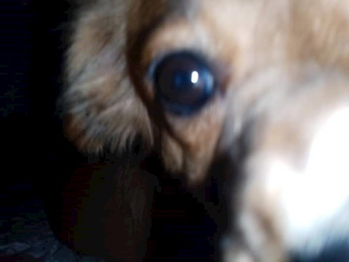 Alexandra- petsitter București sau Bonă pentru animale pentru câini pisici