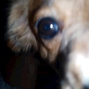 thumbnail petsitter București sau bonă pentru animale pentru câini pisici