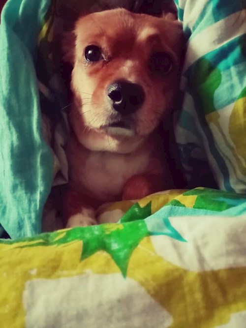 Alexandra- petsitter București sau Bonă pentru animale pentru câini pisici