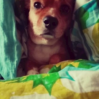 thumbnail petsitter București sau bonă pentru animale pentru câini pisici