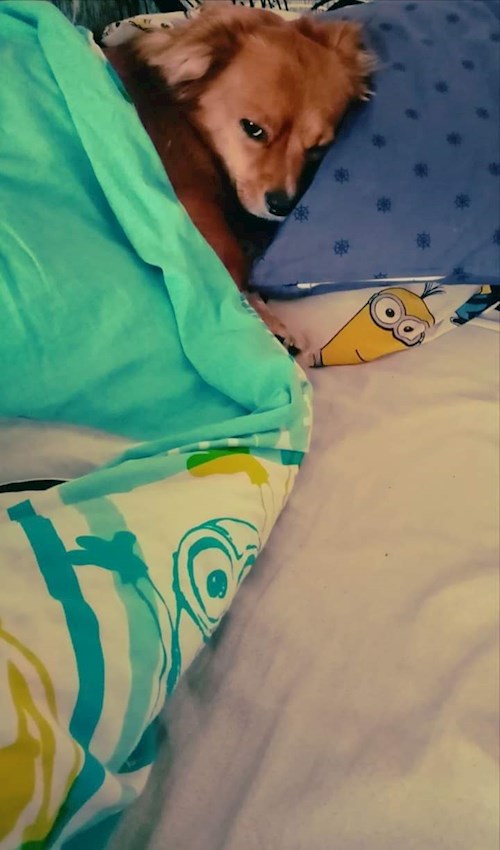 Alexandra- petsitter București sau Bonă pentru animale pentru câini pisici