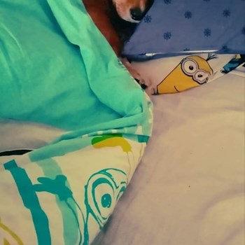 thumbnail petsitter București sau bonă pentru animale pentru câini pisici