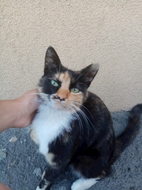 Alexandra- petsitter București sau Bonă pentru animale pentru câini pisici