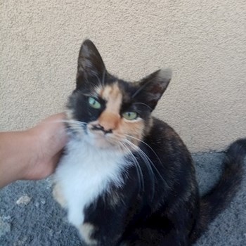 thumbnail petsitter București sau bonă pentru animale pentru câini pisici