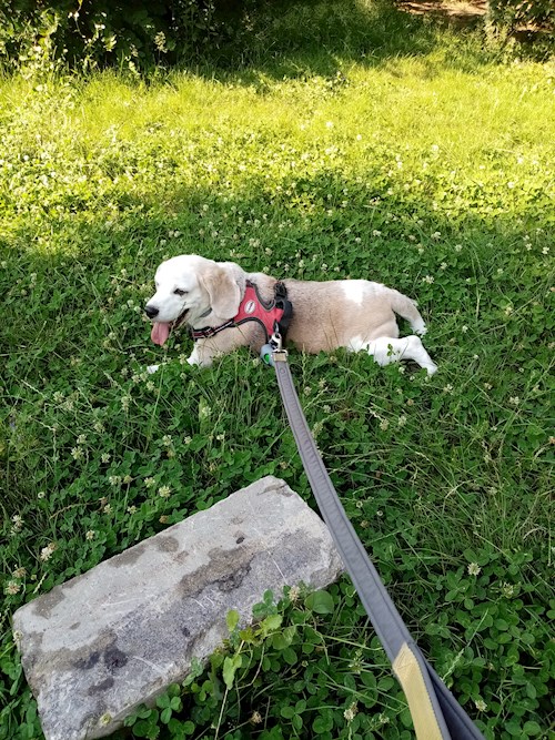 Alexandra- petsitter București sau Bonă pentru animale pentru câini pisici