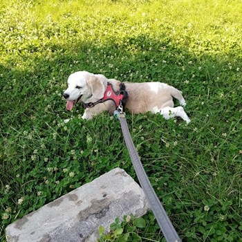 thumbnail petsitter București sau bonă pentru animale pentru câini pisici