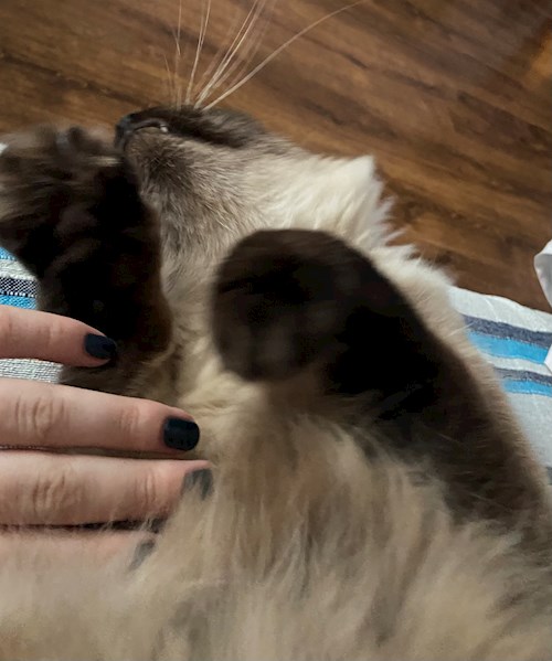 Apostu- petsitter București or Pet nanny for dogs cats