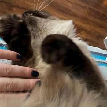 thumbnail petsitter București or pet nanny for dogs cats