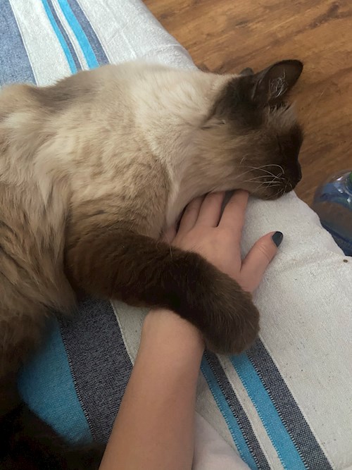 Apostu- petsitter București or Pet nanny for dogs cats