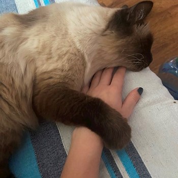 thumbnail petsitter București or pet nanny for dogs cats