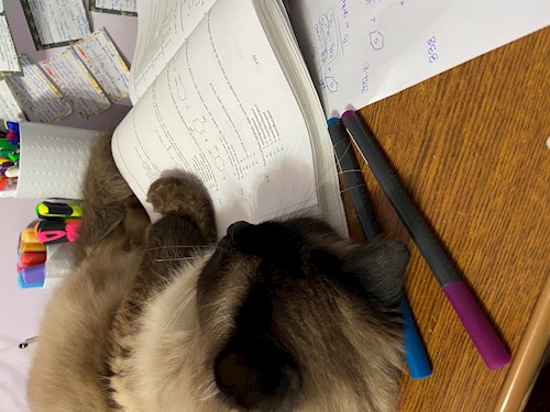 Apostu- petsitter București or Pet nanny for dogs cats