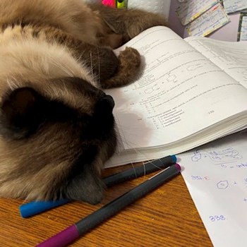 thumbnail petsitter București or pet nanny for dogs cats