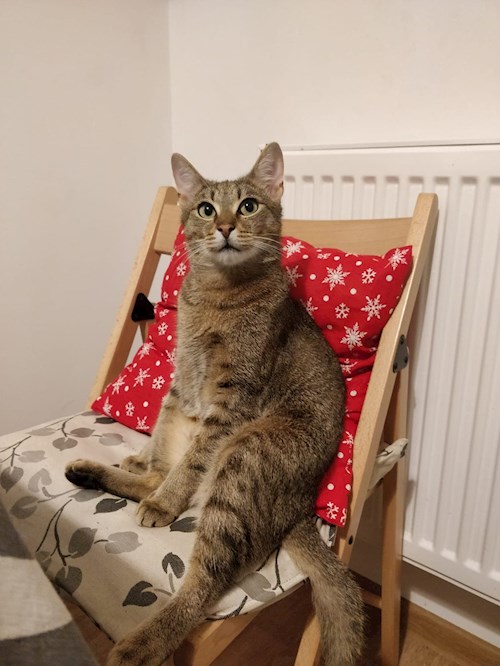 Tudor- petsitter Florești sau Bonă pentru animale pentru câini pisici