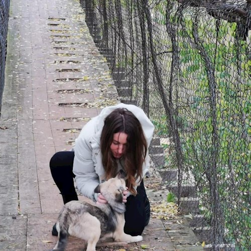 ALEXANDRA- petsitter București or Pet nanny for dogs cats 