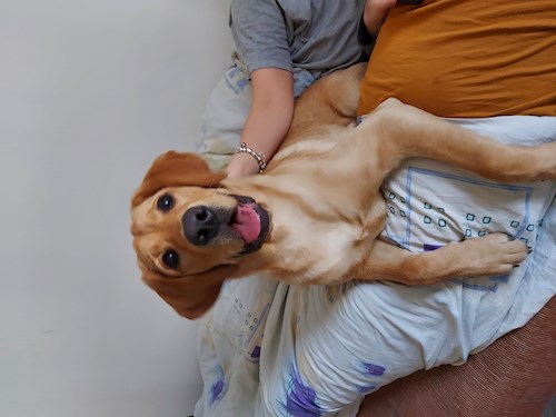 Florina- petsitter Târgu Mureș or Pet nanny for dogs cats