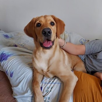 thumbnail petsitter Târgu Mureș or pet nanny for dogs cats