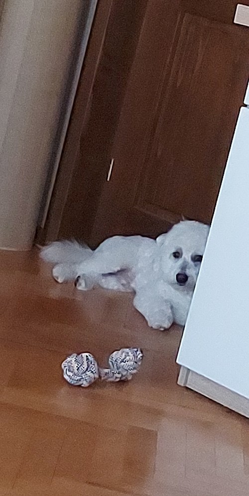 Florina- petsitter Târgu Mureș or Pet nanny for dogs cats
