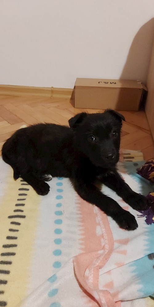 Florina- petsitter Târgu Mureș or Pet nanny for dogs cats