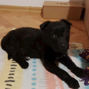 thumbnail petsitter Târgu Mureș or pet nanny for dogs cats