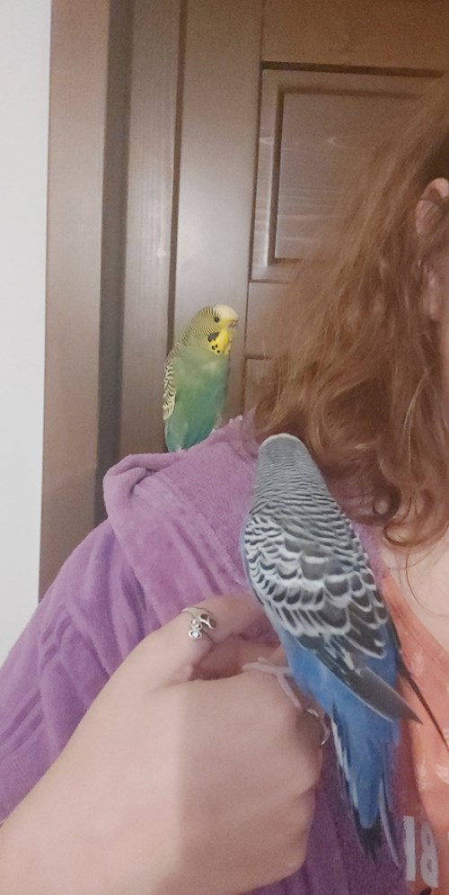 Florina- petsitter Târgu Mureș or Pet nanny for dogs cats