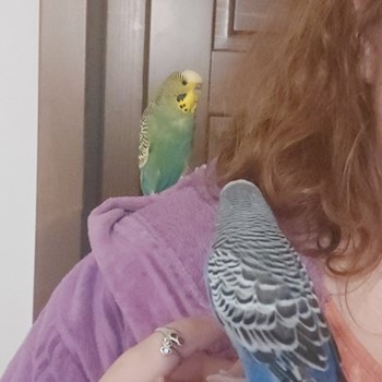 thumbnail petsitter Târgu Mureș or pet nanny for dogs cats