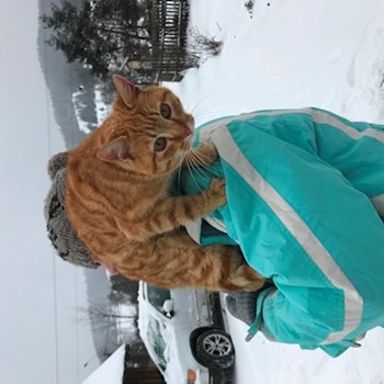  thumbnail petsitter București or pet nanny for dogs cats 