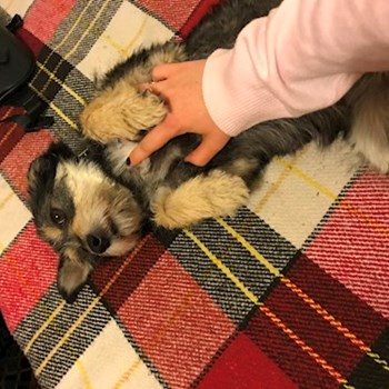  thumbnail petsitter București or pet nanny for dogs cats 