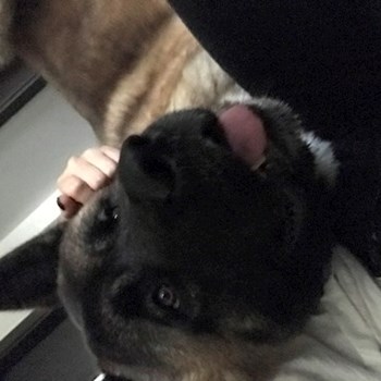  thumbnail petsitter București or pet nanny for dogs cats 
