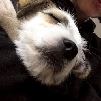  thumbnail petsitter București or pet nanny for dogs cats 