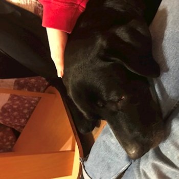  thumbnail petsitter București or pet nanny for dogs cats 