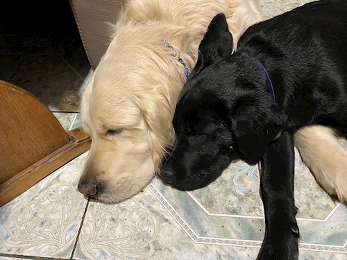 Mihaela- petsitter București or Pet nanny for dogs cats