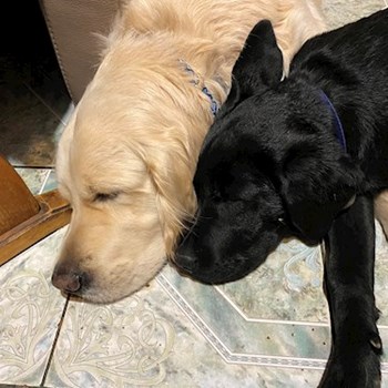 thumbnail petsitter București or pet nanny for dogs cats